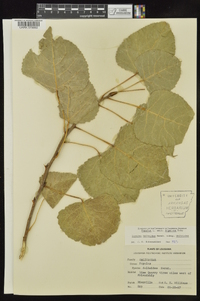 Populus deltoides subsp. deltoides image