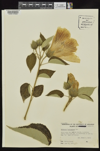 Hibiscus lasiocarpos image