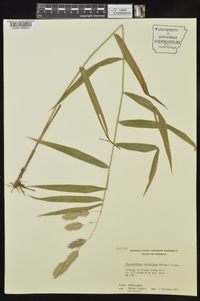 Chasmanthium latifolium image