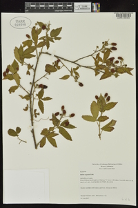 Rubus argutus image