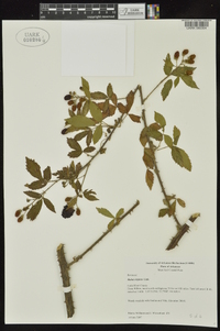 Rubus argutus image