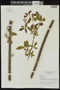 Rubus argutus image