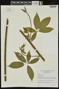 Rubus argutus image