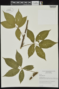 Rubus argutus image