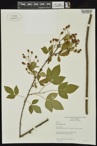 Rubus argutus image