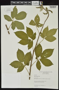 Rubus argutus image