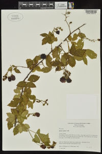 Rubus argutus image