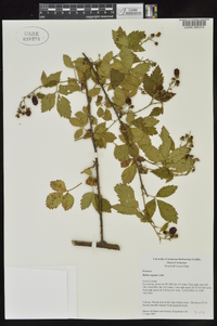 Rubus argutus image