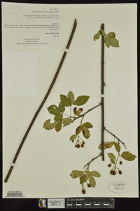 Rubus argutinus image