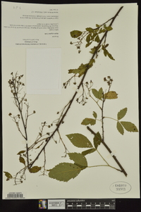 Rubus argutinus image