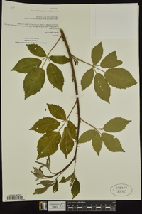 Rubus argutinus image