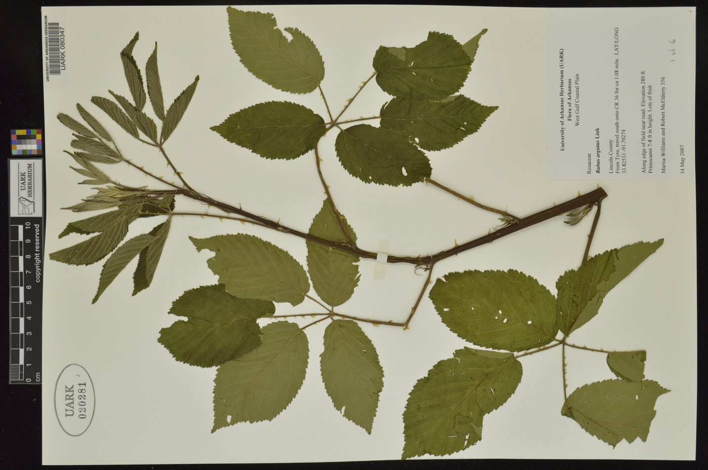 Rubus argutinus image