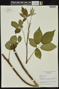 Rubus laudatus image