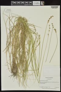 Carex albolutescens image