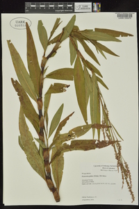 Persicaria glabra image