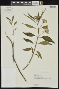 Asclepias perennis image