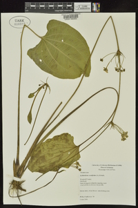 Echinodorus cordifolius image