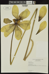 Nelumbo lutea image