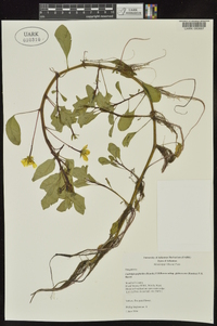 Ludwigia peploides image