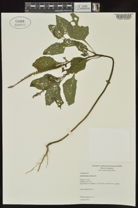 Heliotropium indicum image