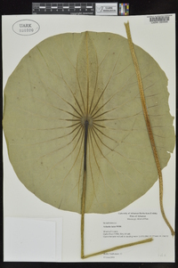 Nelumbo lutea image