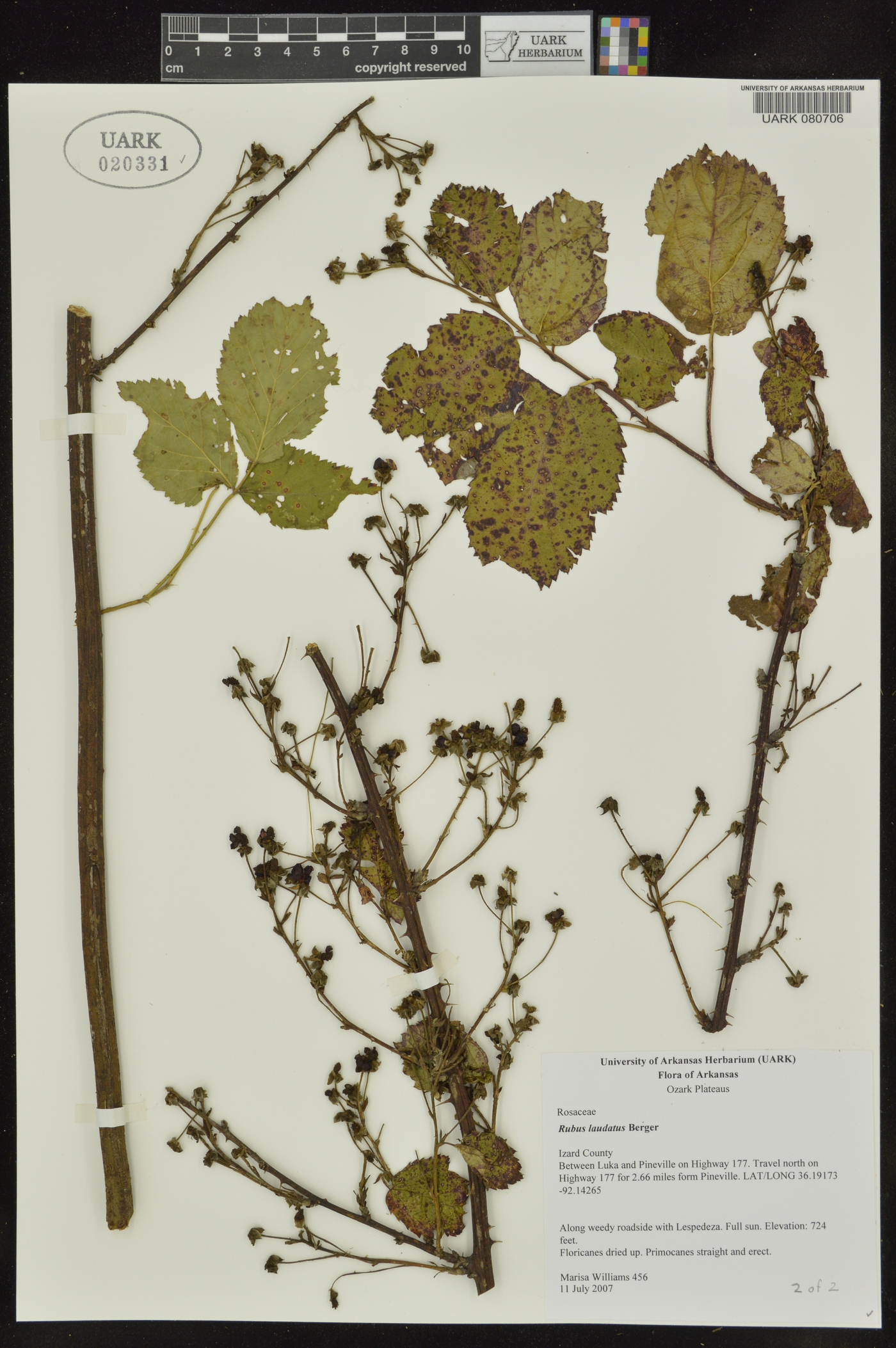 Rubus laudatus image