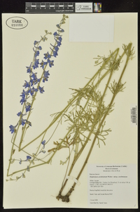 Delphinium carolinianum subsp. carolinianum image