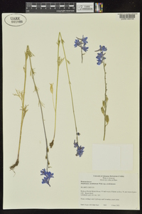 Delphinium carolinianum subsp. carolinianum image