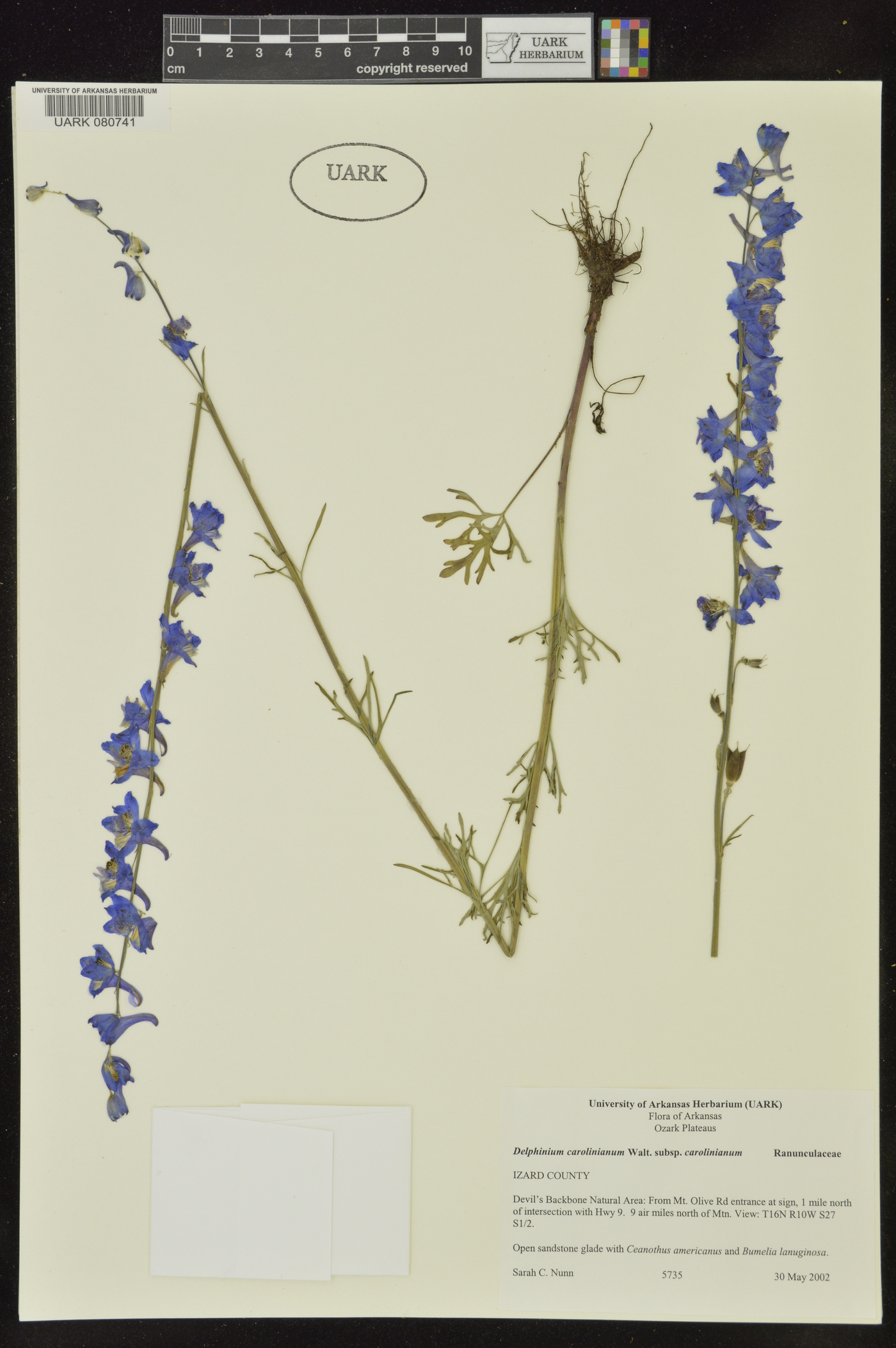 Delphinium carolinianum subsp. carolinianum image