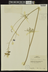 Delphinium treleasei image