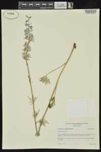 Delphinium carolinianum image