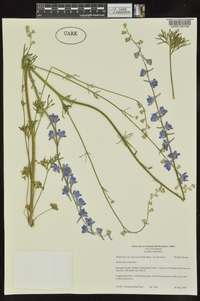 Delphinium carolinianum image