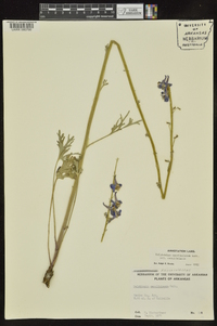 Delphinium carolinianum image