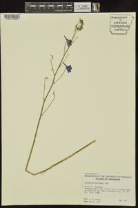 Delphinium treleasei image