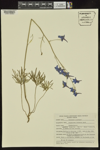 Delphinium treleasei image