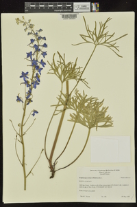 Delphinium treleasei image