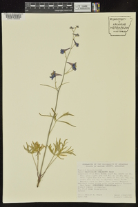 Delphinium treleasei image