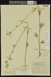 Delphinium carolinianum subsp. virescens image