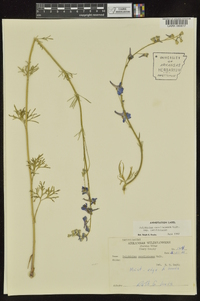 Delphinium carolinianum image