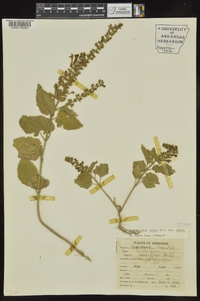 Scutellaria ovata image