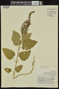 Scutellaria ovata image