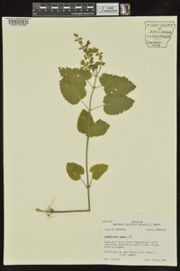 Scutellaria ovata image