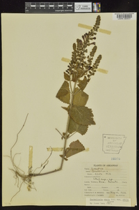 Scutellaria ovata image