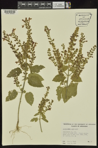 Scutellaria ovata image