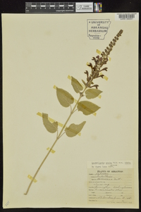 Scutellaria ovata image