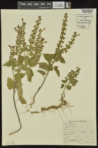 Scutellaria ovata image