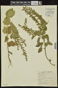 Scutellaria ovata image