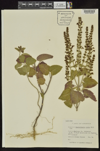 Scutellaria bushii image