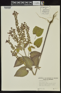 Scutellaria ovata image