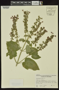 Scutellaria ovata image